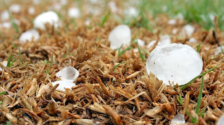 COUP DE POUCE - Appel pour sauver 90 ha de vignes en Madiran